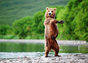 bear dance