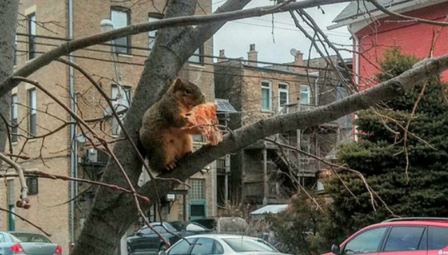 pizza squirrel