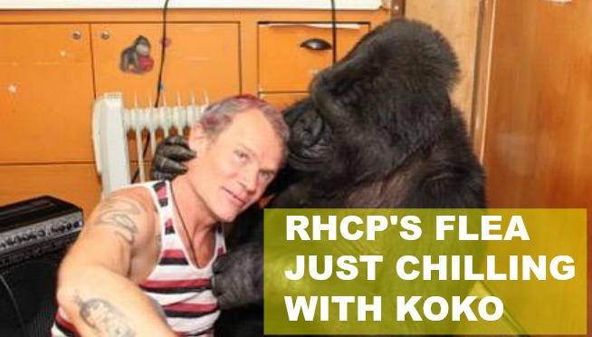 VIDEO: Red Hot Chili Pepper’s Flea plays bass with a Gorilla